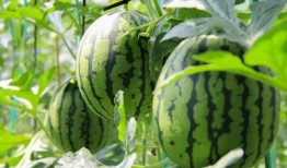 免费吃瓜资源,揭秘热门资源一网打尽